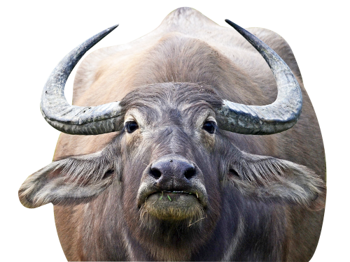 buffalo PNG Transparent image