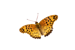 Butterfly PNG Transparent Image