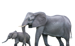 elephant PNG Transparent Image