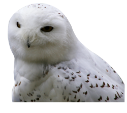 Owl PNG Transparent Image