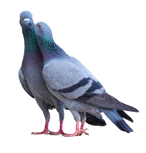 Pigeon PNG Transparent Image