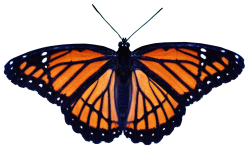 Buterfly PNG Transparent Image