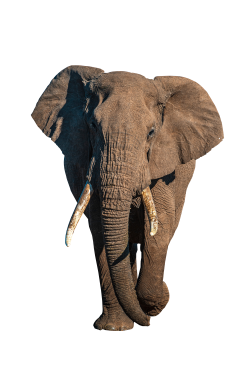 elephant PNG Transparent Image