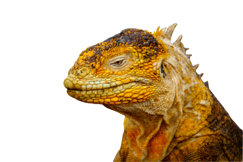 Iguana PNG Transparent Image