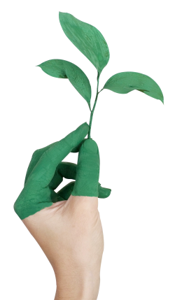 Plant PNG Transparent Image