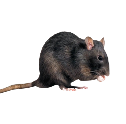 rat mouse PNG Transparent image