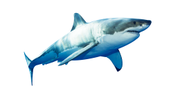 shark PNG Transparent image