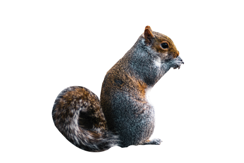 squirrel PNG Transparent Image