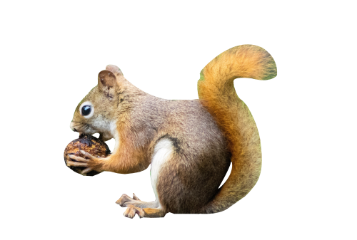squirrel PNG Transparent image