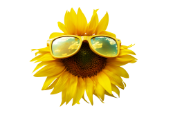 Sun flower PNG Transparent Image