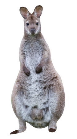 swamp wallaby PNG Transparent image
