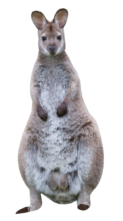 swamp wallaby PNG Transparent image